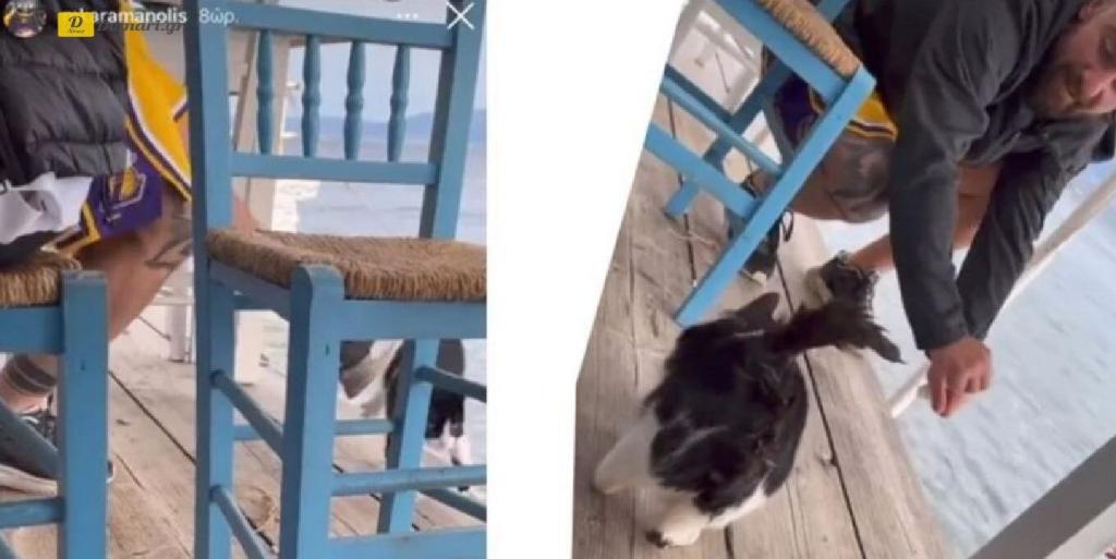 فيديو - يستدرج قطة بسمكة ويركله في البحر ؛ اليونانيون يطالبون بمعاقبة الجاني
