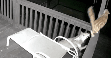 فيديو حصد ملايين المشاهدات - هجوم ذئب على قطة منزلية شجاعة