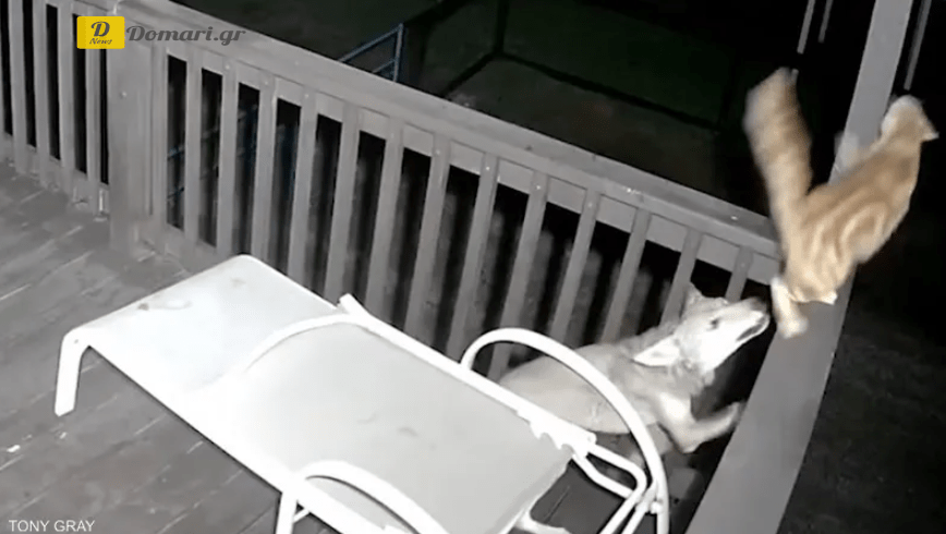 فيديو حصد ملايين المشاهدات - هجوم ذئب على قطة منزلية شجاعة