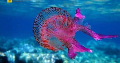 قنديل البحر الأرجواني: خريطة للشواطئ الخطرة - أثينا وأتيكا