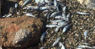 الشاطئ كورنثيا امتلأ بالأسماك الميتة [صور فيديو]