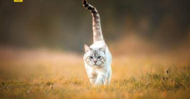 تغريم ضابط شرطة 5000 يورو لركله قطة في تريبولي