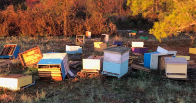 دب يداهم مزرعة نحل شمال اليونان ويلتهم 40 كيلو من العسل