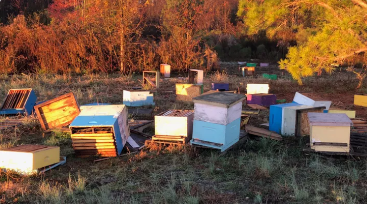 دب يداهم مزرعة نحل شمال اليونان ويلتهم 40 كيلو من العسل (صور – فيديو)