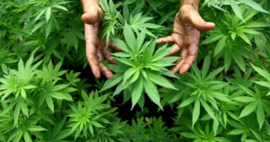 اليونان تفتح أبوابها للقنب الصيدلاني للمرضى المحتاجين