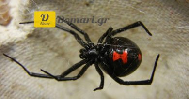 ليفكادا: رجل يتعرض للدغة من عنكبوت الأرملة السوداء وينقل إلى المستشفى