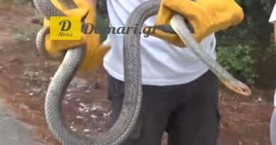 ثعبان بطول مترين يثير الذعر في حمام منزل ببانوراما سالونيك - فيديو