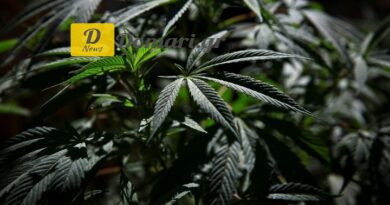 القبض على رجل بتهمة زراعة شتلات الحشيش في دراما