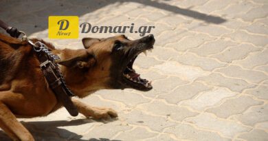 امرأة تتعرض لهجوم من قبل كلاب ضالة في سالونيك