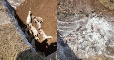 جريمة دفن 350 خروفا مصابا بالطاعون أحياء في كاستراكي تريكالا تثير استنكارا واسعا