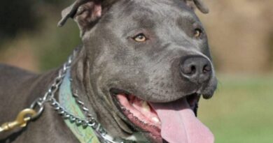 محاكمة وغرامة 31300 يورو لصاحب بيتبول مات جوعا في سالونيك