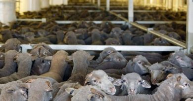 ثيساليا تعلن حالة طوارئ صحية بعد تفشي طاعون الأغنام والماعز: وإجراءات صارمة للحد من انتشار المرض