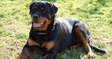 هجوم شرس لكلب روت وايلر يثير الذعر في مسينيا