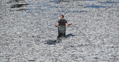 بلدية فولوس تعلن حالة الطوارئ بسبب تلوث بيئي هائل ناتج عن نفوق الأسماك