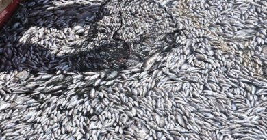 كارثة بيئية في خليج باجاسيتيكوس جمع خمسة أطنان من الأسماك النافقة في يوم واحد