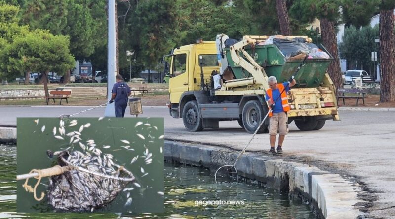 موجة نفوق الأسماك تجتاح ميناء فولوس في اليونان