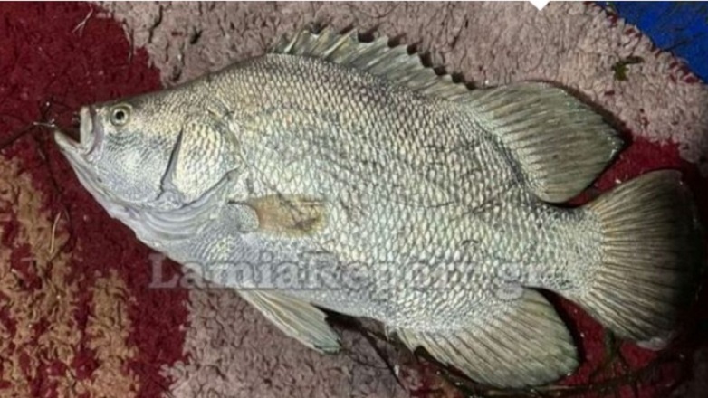 صيادون يصطادون سمكة نادرة قبالة سواحل ستيليدا