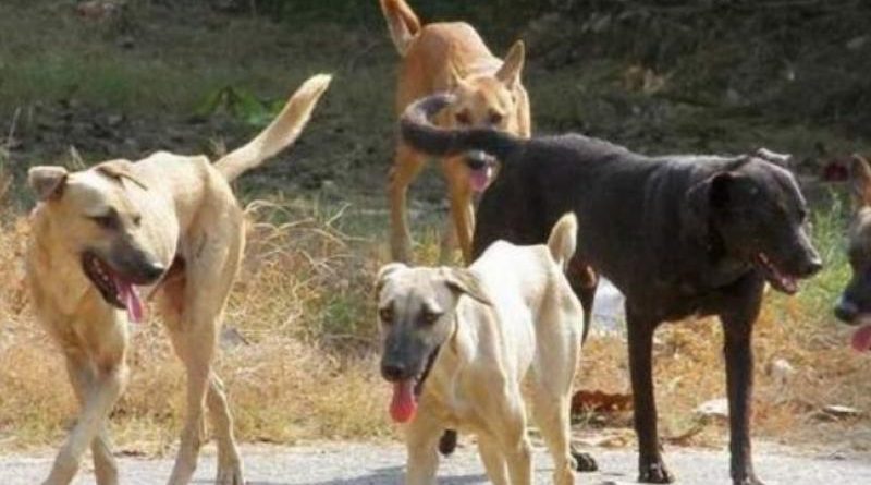 مأساة في لاريسا وفاة امرأة سبعينية بعد تعرضها لهجوم مميت من كلاب شرسة واعتقال شخصين على خلفية الحادث