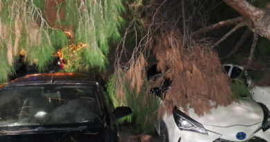 سقوط شجرة ضخمة في نيا سميرني يتسبب بأضرار جسيمة للسيارات دون إصابات