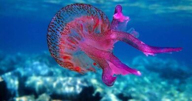 الشواطئ والبحار في إيفيا تكتسي باللون الأرجواني بسبب قناديل البحر