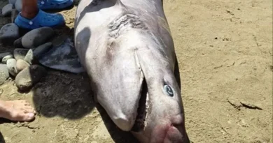 Shocking Surprise in Lemnos: Shark Spotted on Agios Ioannis Beach
