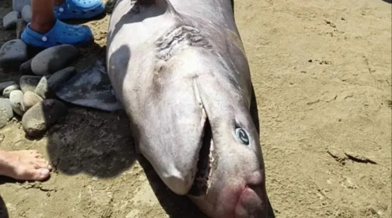 Shocking Surprise in Lemnos: Shark Spotted on Agios Ioannis Beach