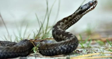 Alonissos Two-Meter Snake Surprises Beach Bar Visitors