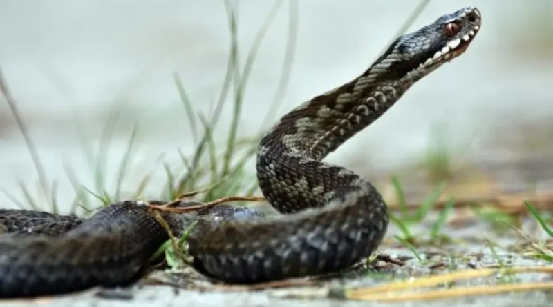Alonissos Two-Meter Snake Surprises Beach Bar Visitors